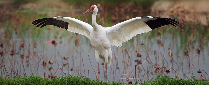 Фото: web-zoopark.ru