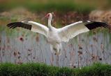 Фото: web-zoopark.ru