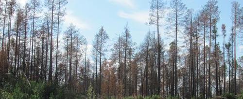 tumen.rcfh.ru