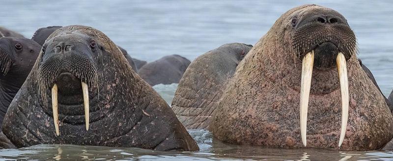 Департамент природных ресурсов ЯНАО